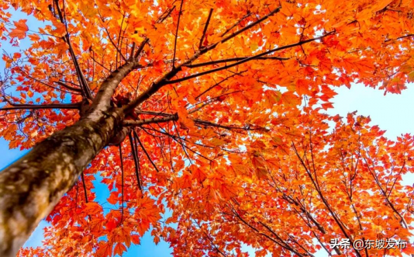 畫面太美！這裡的楓葉紅了 一定要去打卡喲～