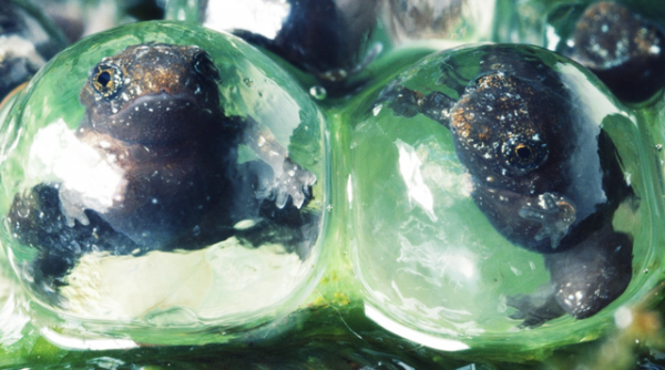 動物剛剛出生時的樣子太可愛了 動物剛剛出生時的樣子太可愛了