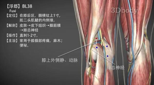 浮郗穴—小腿抽筋