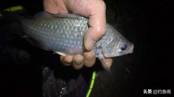 冬季還能用本味餌嗎？開餌不能教條，上魚才是硬道理