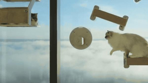 “貓咪住進60層頂樓”被刷爆,網友:救命!美瘋了 “貓咪住進60層頂樓”被刷爆,網友:救命!美瘋了