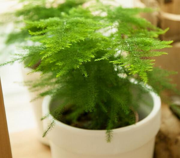 容易因多澆水而死的“18種花”，養不活都是由於手太勤