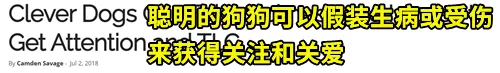 戲精狗子裝病騙取主人關心，寵物界如果有奧斯卡，它一定能獲獎