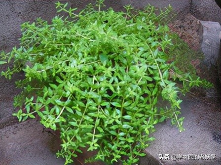 每日一中藥——垂盆草 每日一中藥——垂盆草