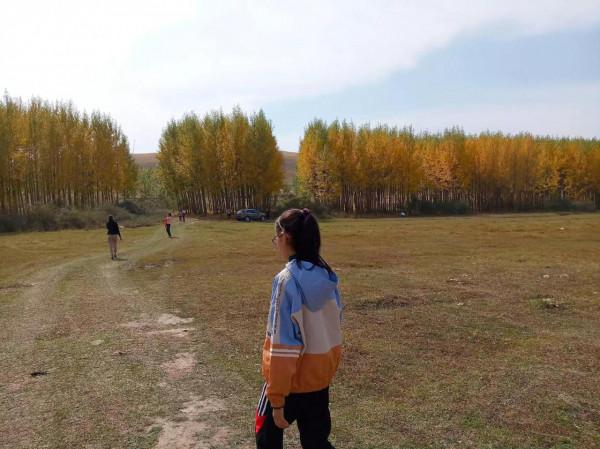 滿目金黃，又想壩上草原了（二）