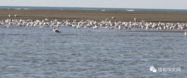 全球不足500只的“寶貝”,最近就在緬甸 全球不足500只的“寶貝”,最近就在緬甸