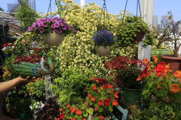 才發現用露臺打造花園已經初具規模了,那叫一個漂亮,給大家瞧瞧 才發現用露臺打造花園已經初具規模了,那叫一個漂亮,給大家瞧瞧