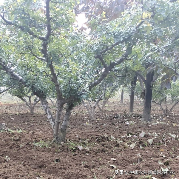 花椒樹管理連續劇二 |水肥氣光與花椒生長的關係