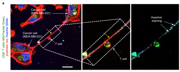 驚呆了！癌細胞竟會主動攻擊免疫細胞，偷取對方的線粒體