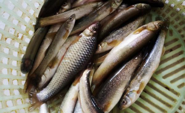 以前嫌小沒人要，殊不知如今80元一斤，想吃不一定買得到