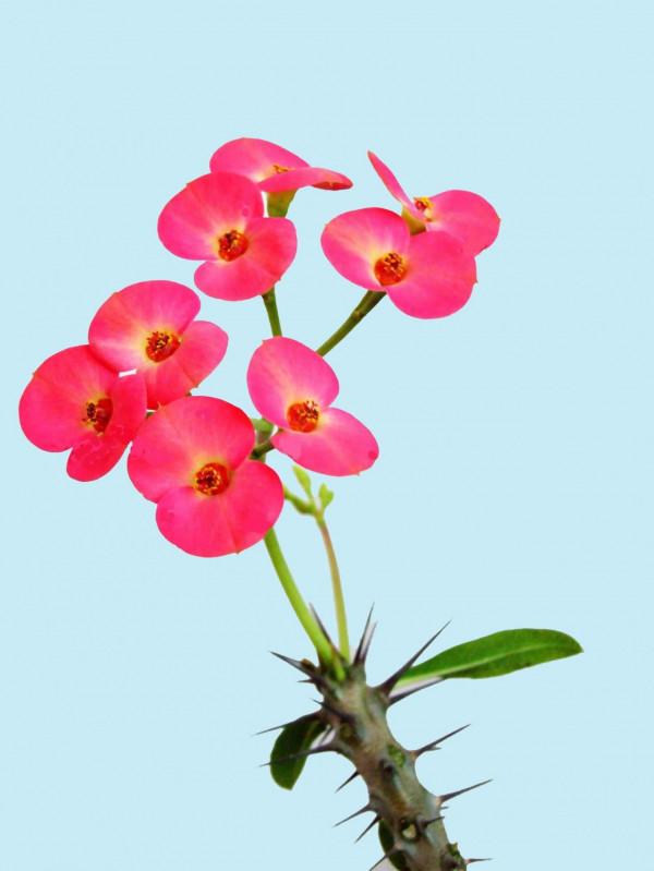 虎刺梅,花似梅,莖有刺,葉如虎尾,四季開花,長得慢壽命長 虎刺梅,花似梅,莖有刺,葉如虎尾,四季開花,長得慢壽命長