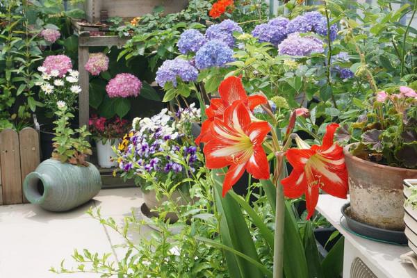 才發現這3種花怕冷,溫度低時扣個帽子,那叫一個美,給大家瞧瞧 才發現這3種花怕冷,溫度低時扣個帽子,那叫一個美,給大家瞧瞧