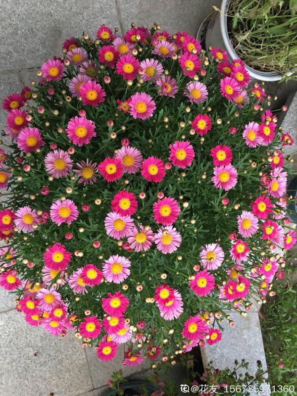 秋播時間到,掌握好播種技巧,出芽率直線上升 秋播時間到,掌握好播種技巧,出芽率直線上升