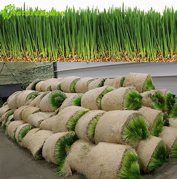 水培玉米苗飼養牛羊 水培玉米苗飼養牛羊