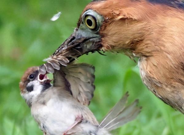 麻雀嘰嘰喳喳惹人煩，實則朝不保夕，天敵極多，處於鳥類最底層