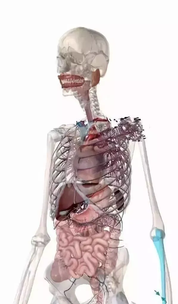 後背疼痛的根本原因大解析