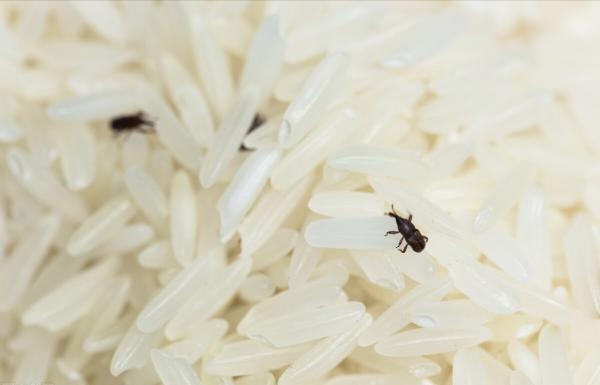 米長了蟲，要拿到太陽下曬曬？正確做法有4招，快回家試試