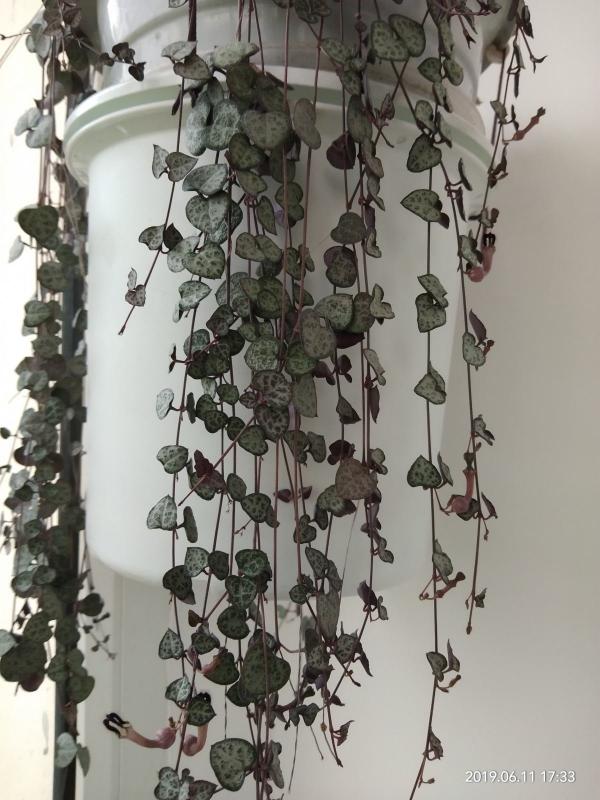 耐陰好養的“綠窗簾”，掐根枝條就能養，屋裡沒光也能長爆盆