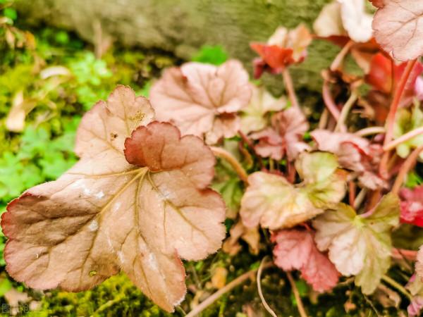 庭院耐寒“5寶”，不想冬天院子裡光禿禿，就種它們