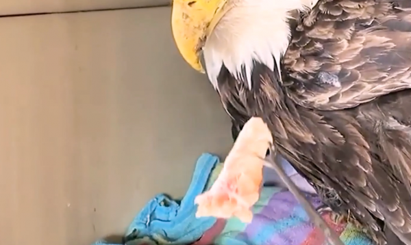 老鷹凍在湖面無法動彈,過路大叔趕緊幫忙,還有小貓咪也需要幫助 老鷹凍在湖面無法動彈,過路大叔趕緊幫忙,還有小貓咪也需要幫助