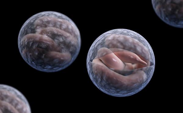 鵝糞能殺蛇,是否有科學道理?為什麼蛇會怕大鵝? 鵝糞能殺蛇,是否有科學道理?為什麼蛇會怕大鵝?