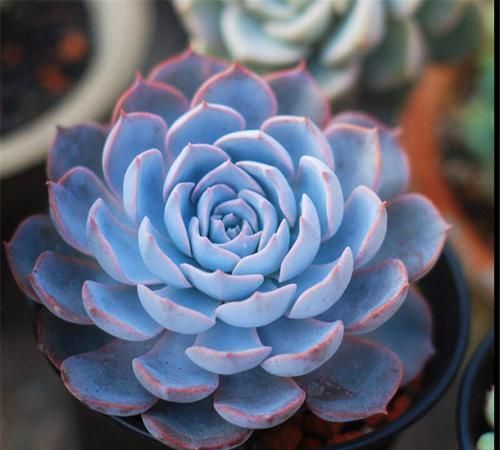 100種常見多肉圖鑑，比花還美，你認識幾種？