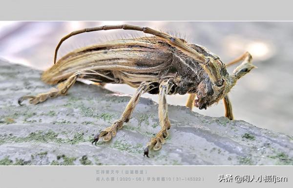 手機昆蟲攝影:天牛,拍攝技巧分享,你見過這幾種天牛嗎? 手機昆蟲攝影:天牛,拍攝技巧分享,你見過這幾種天牛嗎?