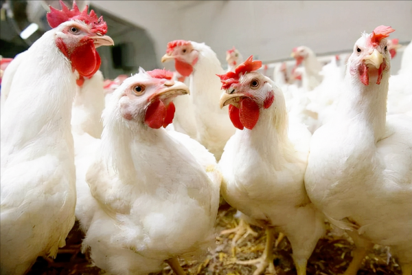 將肉食雞散養，不喂任何飼料，能不能長大，可以吃嗎？