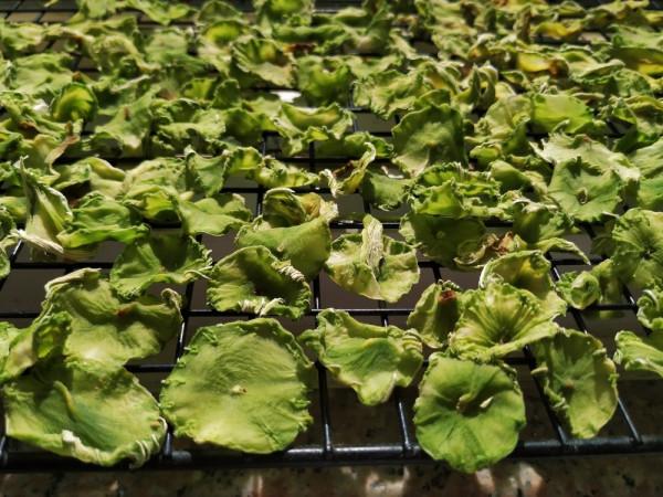 曬豆角幹用焯水嗎?教你正確的做法,曬乾燉肉特別香,放一年不壞 曬豆角幹用焯水嗎?教你正確的做法,曬乾燉肉特別香,放一年不壞