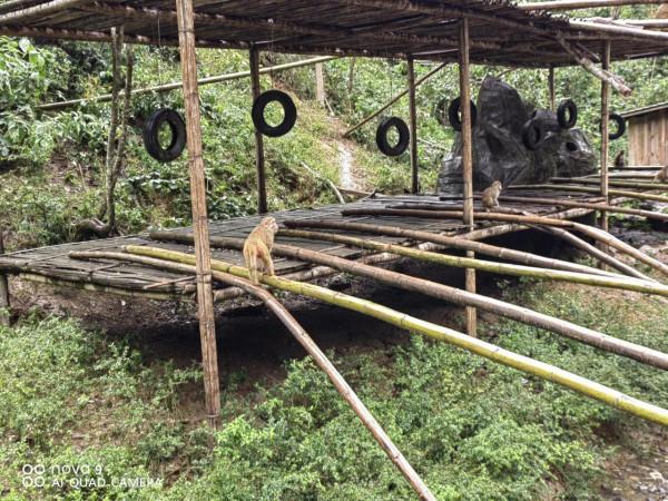 西雙版納原始森林公園原始森林…