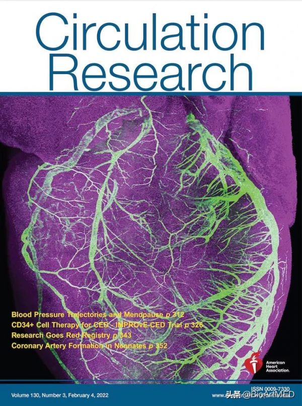 周斌&sol;駱清銘合作揭示哺乳動物新生期心臟冠狀動脈生成新機制