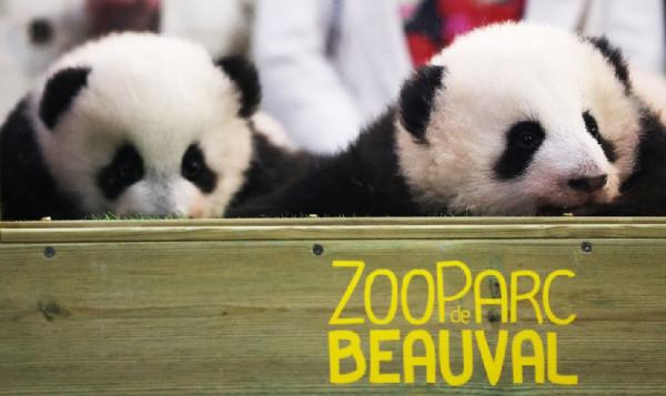 “歡黎黎”、“圓嘟嘟”——法國出生的大熊貓雙胞胎有名字啦