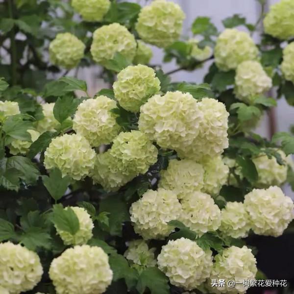 花比足球大的繡球，鬥球、麻球、歐繡球區別是什麼，選合適自家的