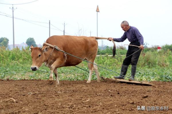 65歲農民有什麼福利?五種福利現已彙集,為農村老人保駕護航 65歲農民有什麼福利?五種福利現已彙集,為農村老人保駕護航