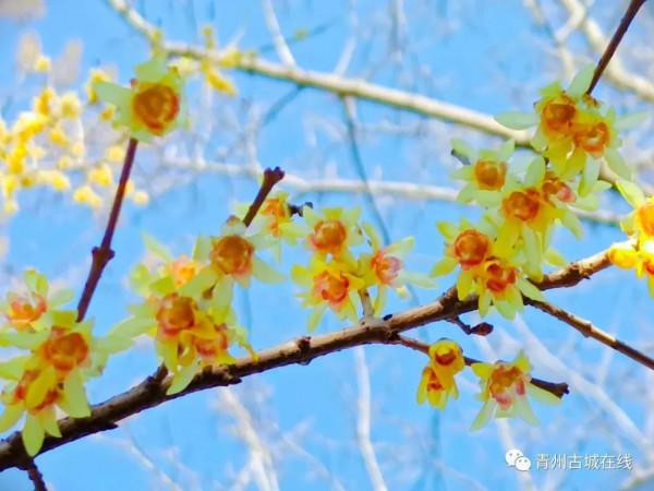 青州第一波臘梅已上線&excl;尋香看這裡&excl;