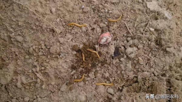 持效期八個月以上，這個新配方，徹底解決地下害蟲防治難題