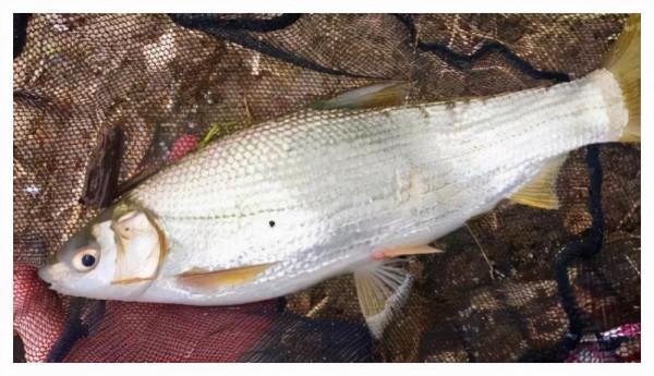 垂釣黃尾有訣竅，掌握技巧才會上鉤多多