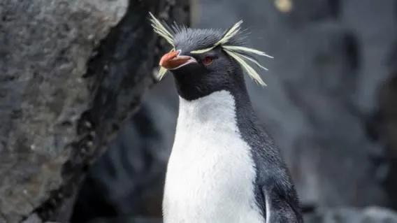 結局是這樣的：我們是如何將獨特的本土企鵝推向滅絕的