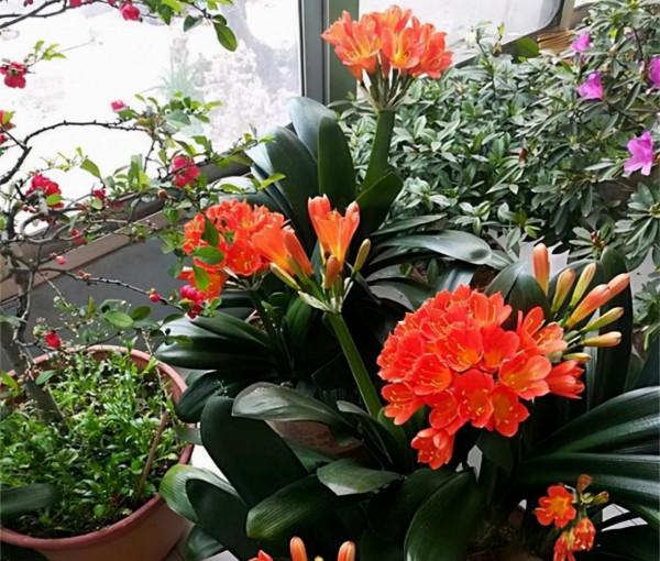 “不易死”的5種花，吉祥又大氣，少管“控水”才能開成大花球