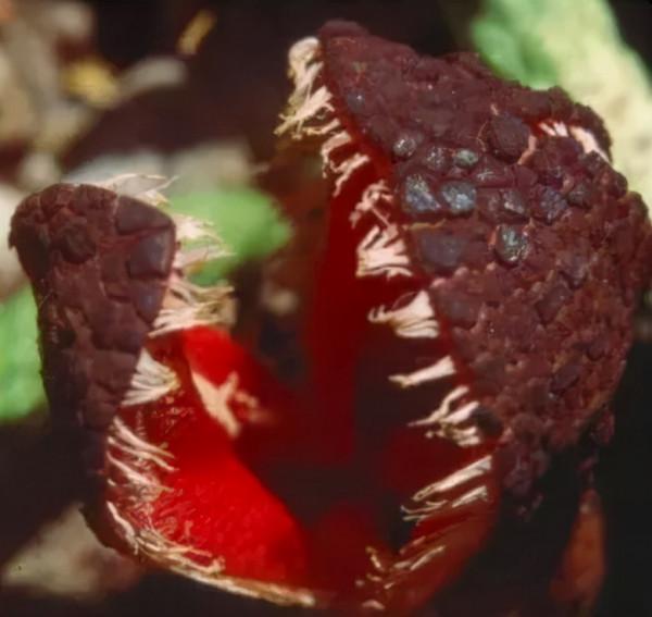 一個摺紙“花”，竟能成為美軍方的黑科技研發專案