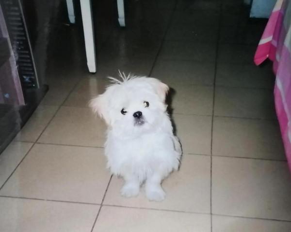 我的狗狗十六歲半,今天回到他的星球 我的狗狗十六歲半,今天回到他的星球