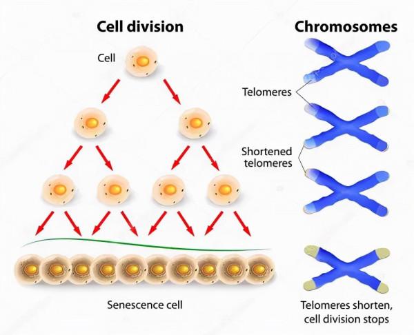 你希望活多久？英媒稱人類能活到130歲，但機率只有百萬分之一