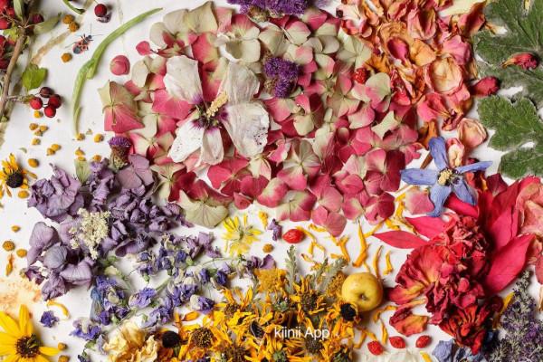 留住自然的色彩和圖案,有趣有料的植物拓印 留住自然的色彩和圖案,有趣有料的植物拓印