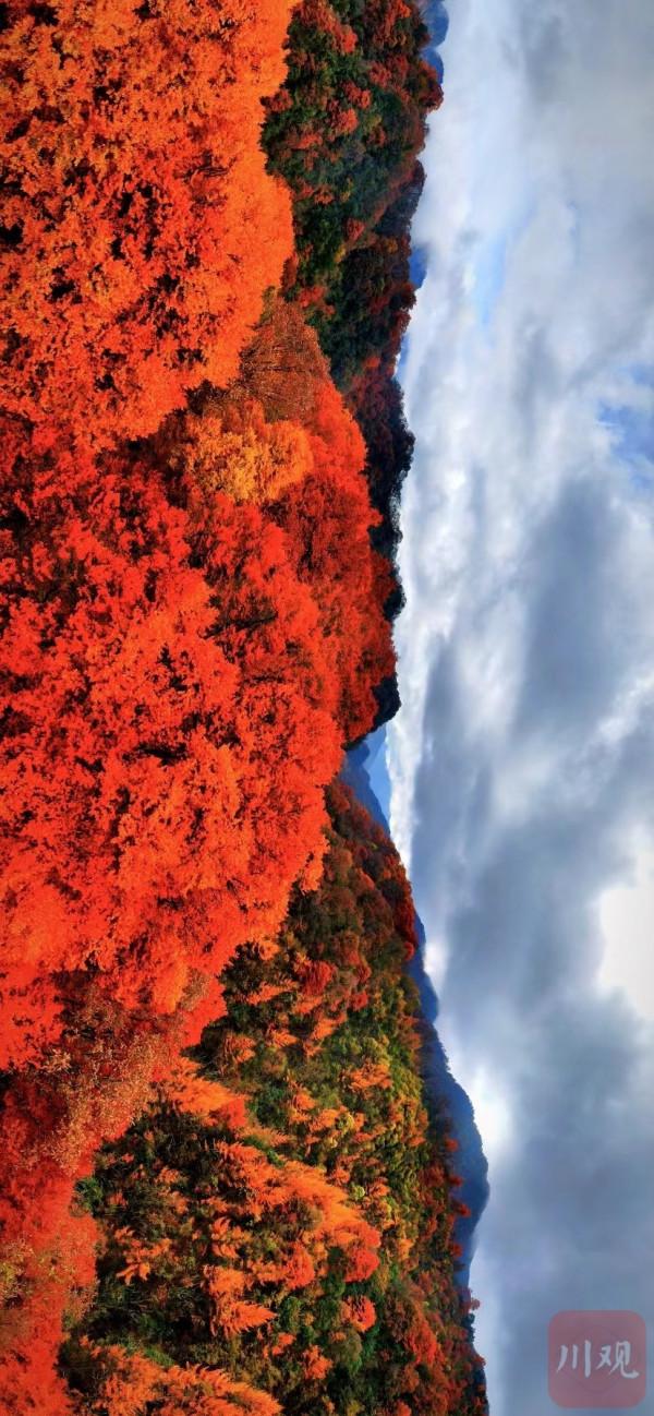 秋天最美的約定 光霧山的紅葉又紅啦