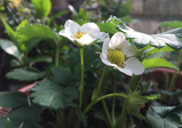 秋冬擱室內盆栽草莓，幹好3件事，開花多，結果大又甜