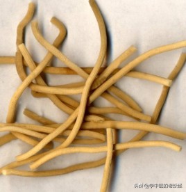 每日一中藥——燈心草 每日一中藥——燈心草