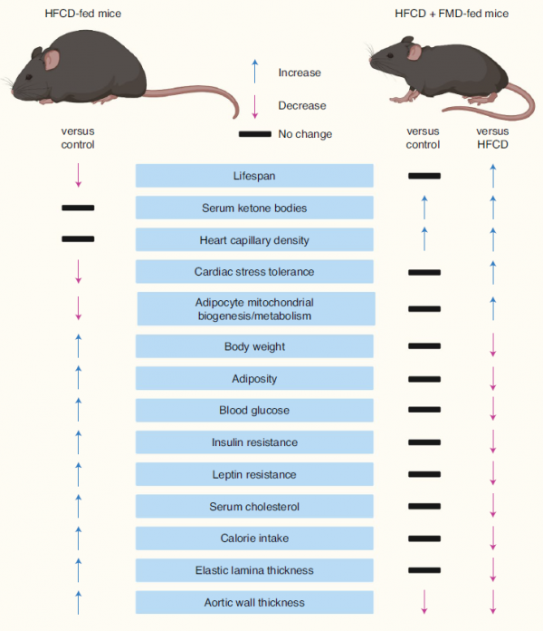 《自然-代謝》：一個月只需5天模擬禁食，就能抵消不健康飲食的傷害