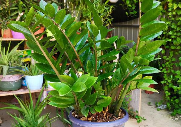 5種花“太貪吃”，不施肥，不換盆，很難養好