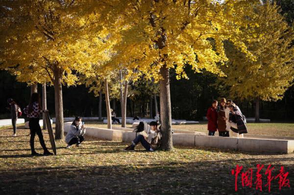 北京進入銀杏最佳觀賞期 北京進入銀杏最佳觀賞期