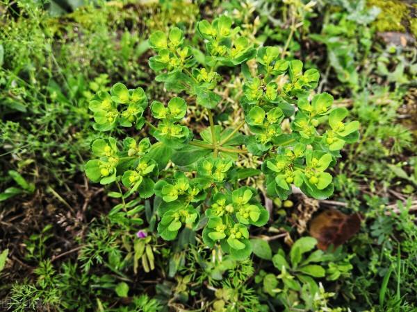 6種在農村常見但有毒的植物，帶毒部位各不相同，野外遇到請遠離